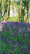 bluebells2.jpg (52207 bytes)